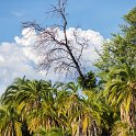 BWA NW OkavangoDelta 2016DEC01 Nguma 044 : 2016, 2016 - African Adventures, Africa, Botswana, Date, December, Month, Ngamiland, Nguma, Northwest, Okavango Delta, Places, Southern, Trips, Year